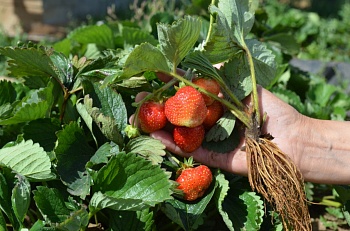 Самые сладкие ягоды - со своего огорода!