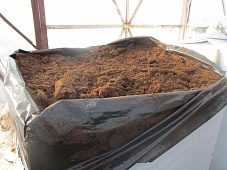 Семена высеиваем в торф,  который привозим из-под Пскова. 